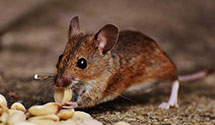 Find Exterminators in Mecosta County